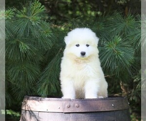 Samoyed Puppy for sale in FREDERICKSBG, OH, USA