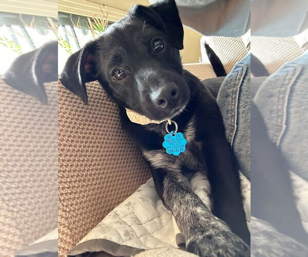 Medium Photo #2 Labrador Retriever Puppy For Sale in Woodland, CA, USA