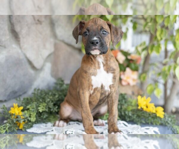 Medium Photo #1 Boxer Puppy For Sale in SHILOH, OH, USA