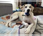 Small #15 Great Dane-Labrador Retriever Mix