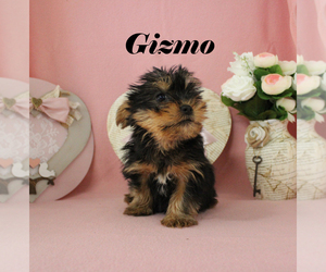 Yorkshire Terrier Puppy for sale in CHANUTE, KS, USA