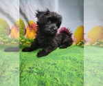 Small Photo #2 YorkiePoo Puppy For Sale in MACON, GA, USA