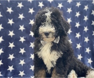 Bernedoodle Puppy for sale in LANCASTER, PA, USA