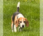Small #1 Beagle