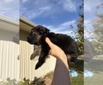 Mr Blue Collar - Male German Shepherd Dog Puppy for Sale - Photo #3