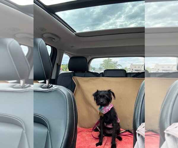 Medium Photo #3 Mutt Puppy For Sale in Mundelein, IL, USA