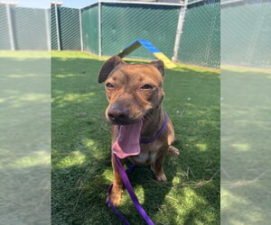 Chihuahua-Unknown Mix Dogs for adoption in San Bernardino, CA, USA