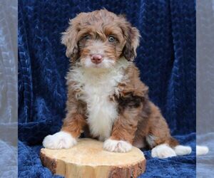 Bernedoodle (Miniature) Puppy for sale in NARVON, PA, USA