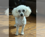 Small #2 Poodle (Miniature) Mix