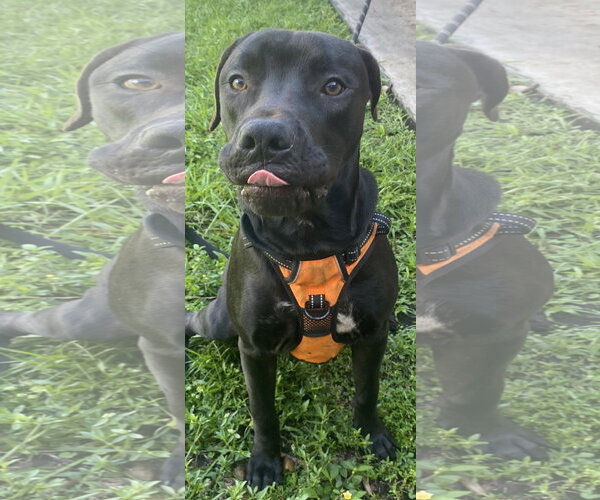 Medium Photo #3 Mutt Puppy For Sale in Miami, FL, USA