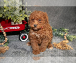 Small #1 Poodle (Miniature)