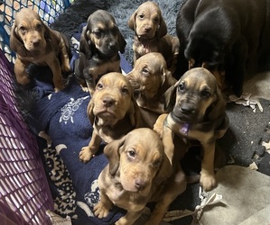 Bloodhound Puppy for sale in TRENTON, GA, USA