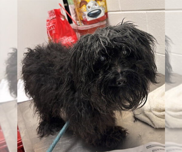 Medium Photo #1 Maltipoo (Toy) Puppy For Sale in Forestville, MD, USA