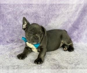 French Bulldog Puppy for sale in LANCASTER, PA, USA