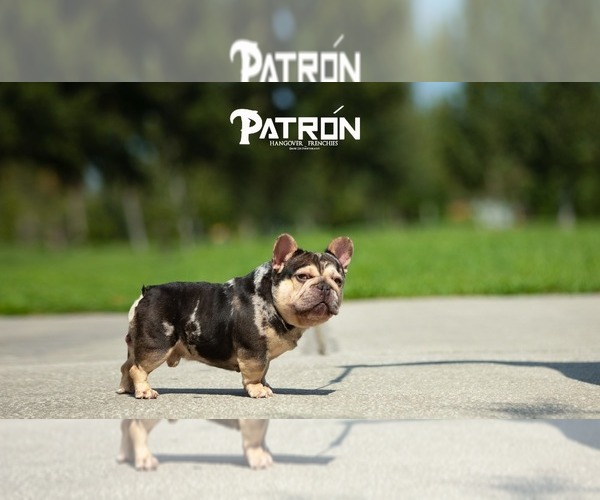 Medium Photo #1 French Bulldog Puppy For Sale in KISSIMMEE, FL, USA