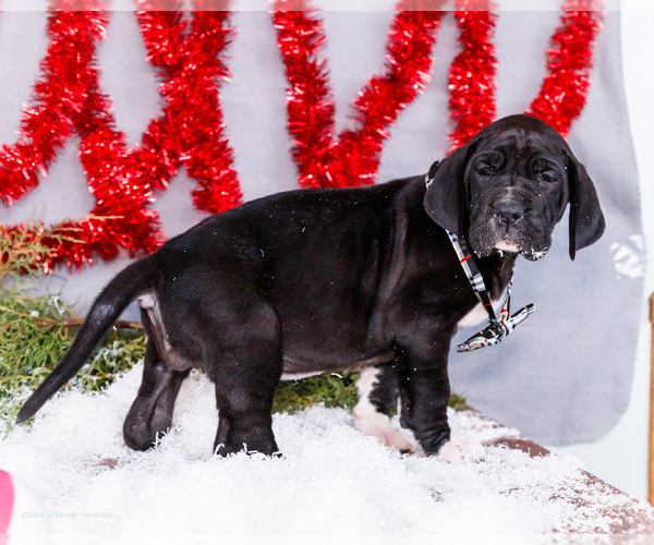 Medium Photo #4 Great Dane Puppy For Sale in WAKARUSA, IN, USA
