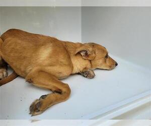 Labrador Retriever-Unknown Mix Dogs for adoption in Houston, TX, USA