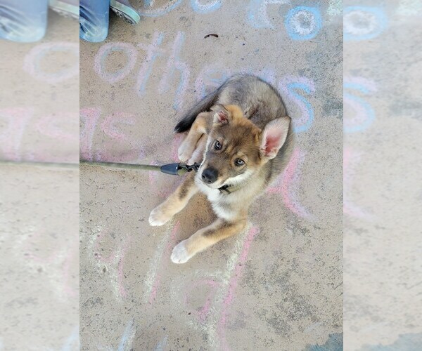 Medium Photo #1 German Shepherd Dog Puppy For Sale in DAYTON, TX, USA