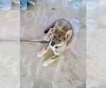 Small Photo #1 German Shepherd Dog Puppy For Sale in DAYTON, TX, USA