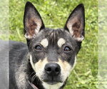Small Mutt