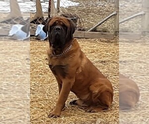 Father of the Mastiff puppies born on 04/30/2019