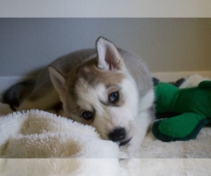 Siberian Husky Puppy for sale in SANTA MARIA, CA, USA