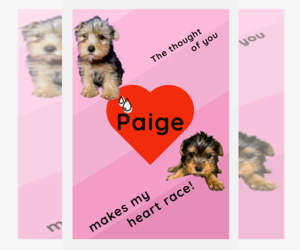 Yorkshire Terrier Puppy for sale in AZLE, TX, USA