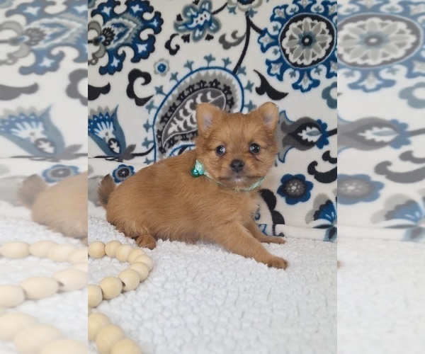 Medium Photo #5 Yoranian Puppy For Sale in LEWISBURG, KY, USA