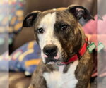 Small #5 American Staffordshire Terrier