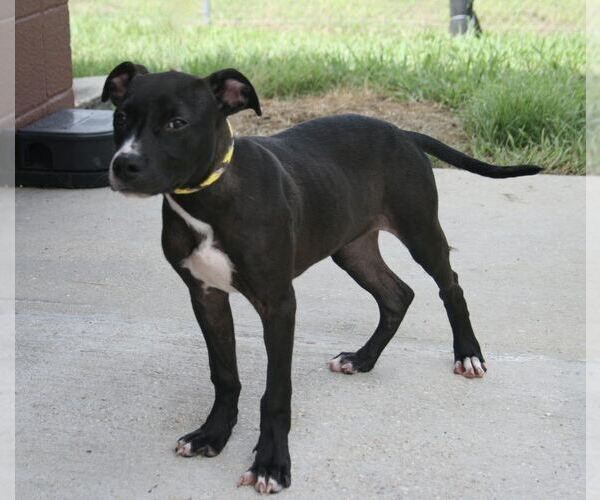 Medium Photo #4 Mutt Puppy For Sale in Abbeville, LA, USA
