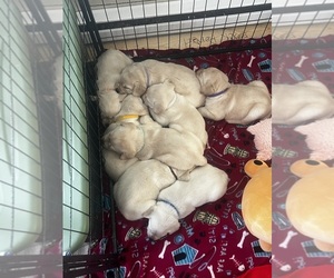 Labrador Retriever Litter for sale in BIRNAMWOOD, WI, USA