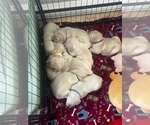 Small Labrador Retriever