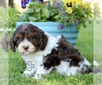 Small #3 Cavapoo (Miniature)