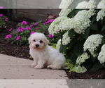Small #4 Bichon Frise
