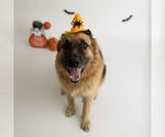 Small #40 German Shepherd Dog