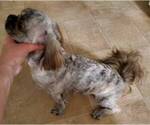 Small Photo #3 Shih Tzu Puppy For Sale in DIXON, IL, USA