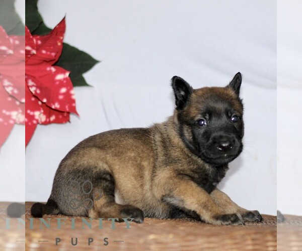 Medium Photo #2 Belgian Malinois Puppy For Sale in STRASBURG, PA, USA