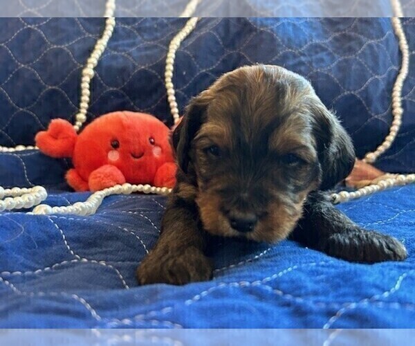 Medium Photo #2 Bernedoodle (Miniature) Puppy For Sale in HENDERSON, CO, USA