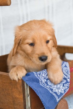 Medium Photo #1 Golden Retriever Puppy For Sale in PLYMOUTH, OH, USA