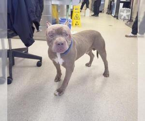 Mutt Dogs for adoption in Riverside, CA, USA