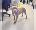 JOEY - Male Mutt Dog for Adoption - Small photo