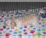 Small #4 Havanese