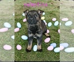 Small Photo #7 German Shepherd Dog Puppy For Sale in KELLER, TX, USA