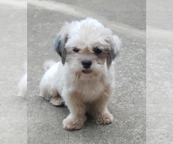 Medium Photo #1 ShihPoo Puppy For Sale in WINSTON SALEM, NC, USA