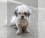 Small Photo #1 ShihPoo Puppy For Sale in WINSTON SALEM, NC, USA