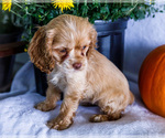 Puppy Daisy Cocker Spaniel
