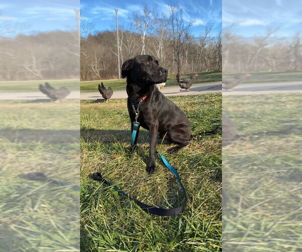 Medium Photo #3 Labrador Retriever-Unknown Mix Puppy For Sale in Aurora, IN, USA