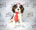 Small Photo #9 Cavalier King Charles Spaniel Puppy For Sale in LAS VEGAS, NV, USA