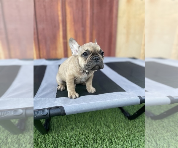 Medium Photo #11 French Bulldog Puppy For Sale in OCEANSIDE, CA, USA