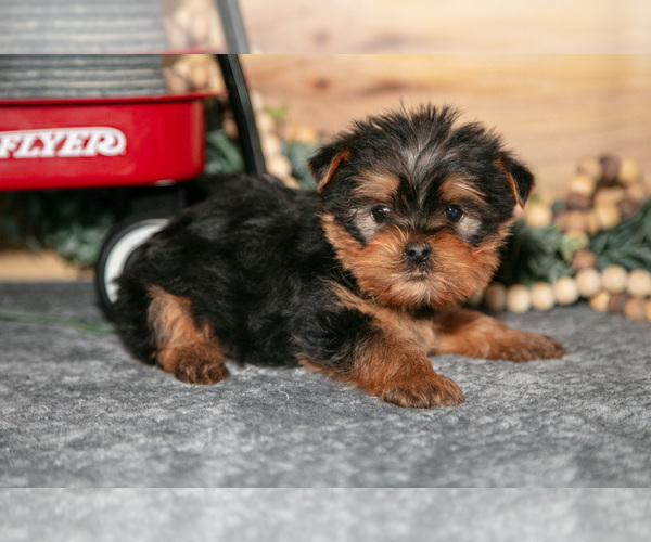 Medium Photo #8 Yorkshire Terrier Puppy For Sale in BERNE, IN, USA